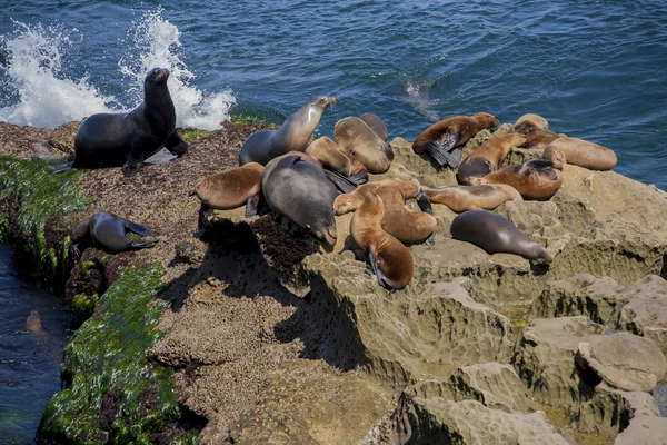 Leões do mar em La Jolla, Califórnia — Fotografia de Stock