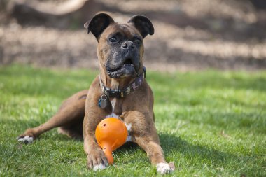 Boksör Köpek