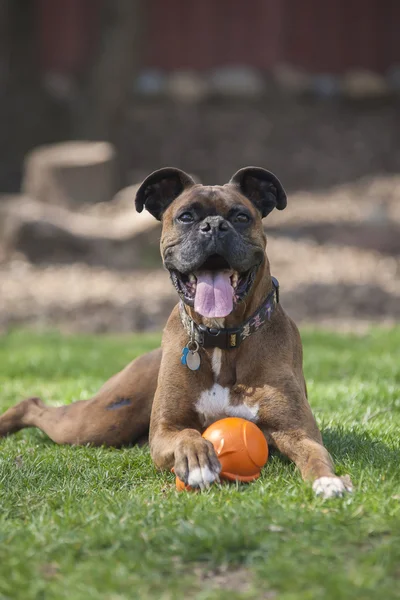 Boxerhund — Stockfoto