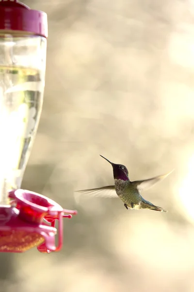 Colibri planant, se préparant à se nourrir — Photo
