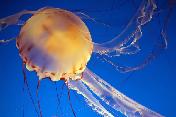 Медузы в аквариуме залива Монтерей — стоковое фото