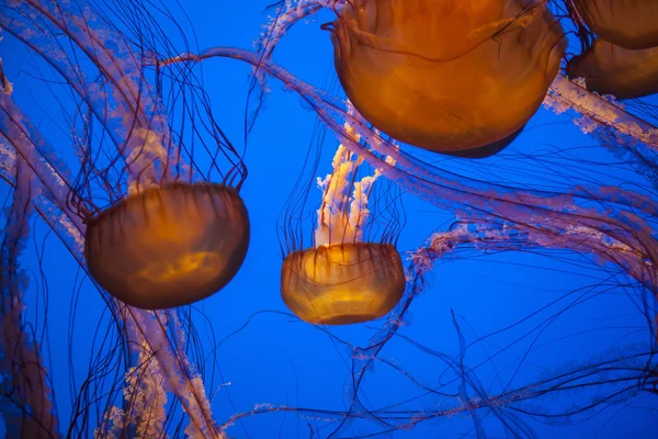 Méduses dans l'aquarium, Monterey — Photo