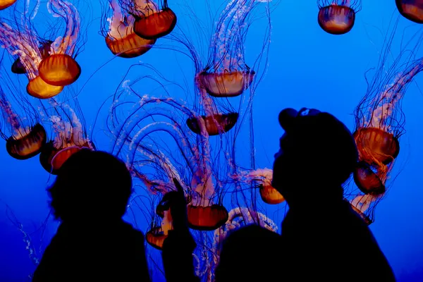 Méduses dans l'aquarium, Monterey — Photo