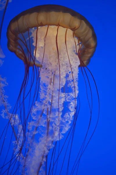 Jelly fish en bleu — Photo