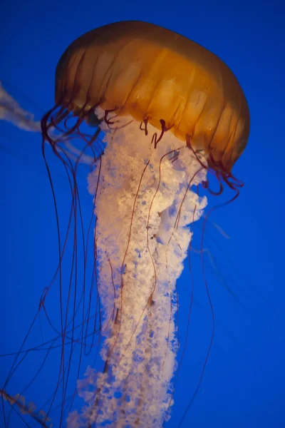 Jelly fish en bleu — Photo