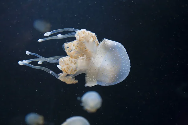 Gelée de poisson — Photo