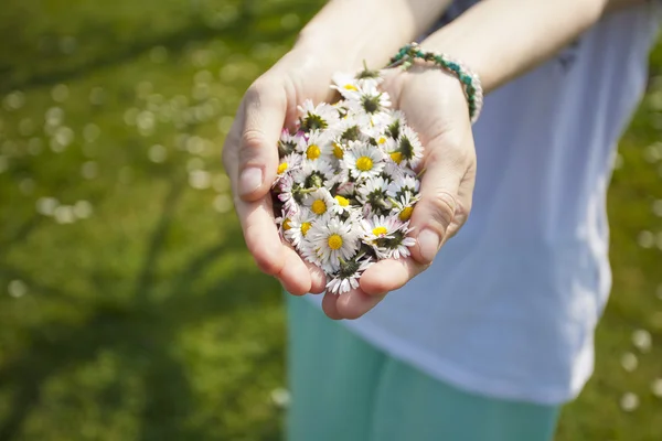 Woman's hands with Daisies — Stock Photo, Image