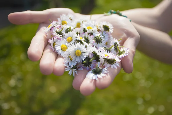 Woman's hands with Daisies — Stock Photo, Image