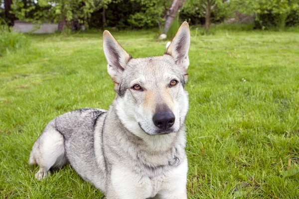 Wolfdog checoslovaco — Foto de Stock