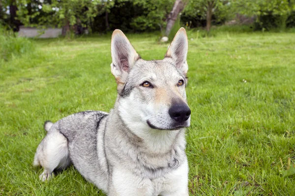 Czechoslovakian Wolfdog — Stock Photo, Image