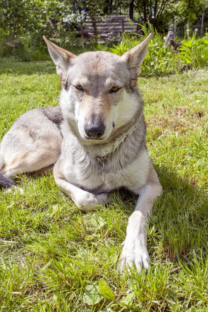 Chien Loup Tchécoslovaque Photographie Zoomarket 50232725