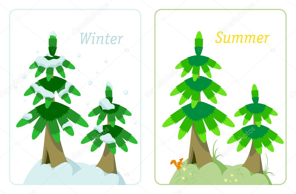 Fir tree in summer and winter