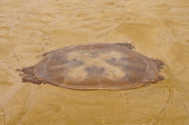 tehlike denizanası Tay plaj