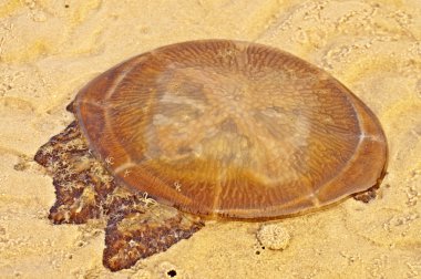 tehlike denizanası Tay plaj