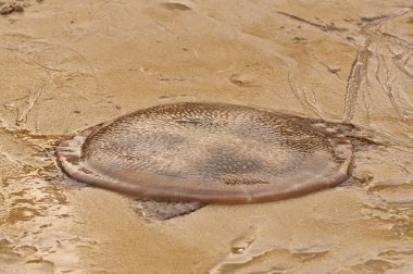 tehlike denizanası Tay plaj