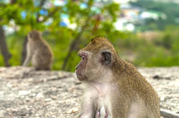 Monkeys in the mountains contemplate the nature — Stock Photo, Image