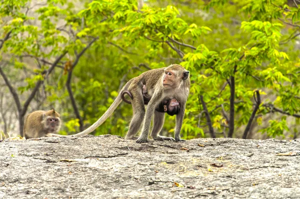 Scimmie in montagna contemplano la natura — Foto Stock