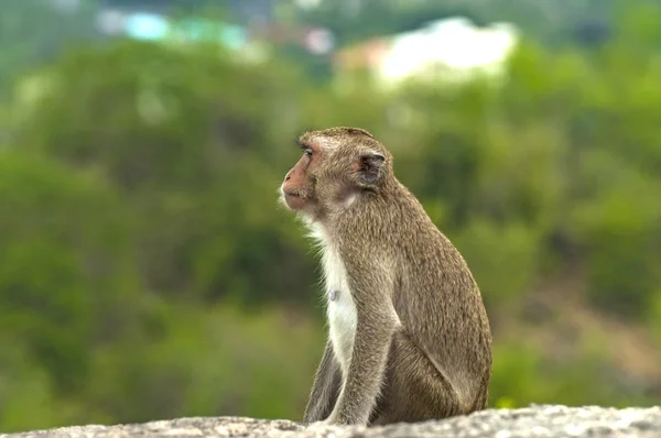 Scimmie in montagna contemplano la natura — Foto Stock