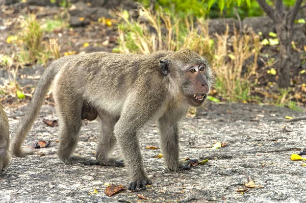 Monos en las montañas contemplan la naturaleza —  Fotos de Stock