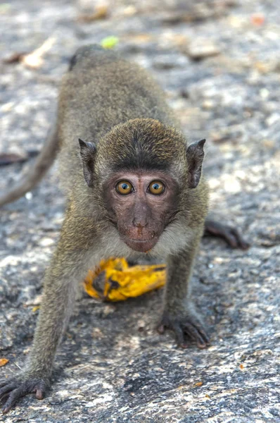 원숭이 산에서 바라보는 자연 — 스톡 사진