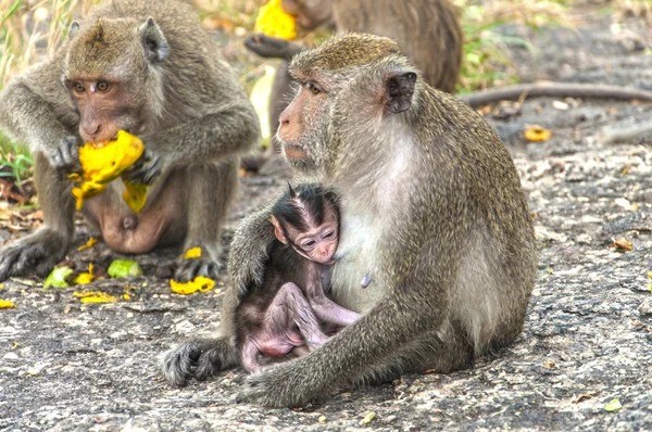 Monkeys in the mountains contemplate the nature — Stock Photo, Image