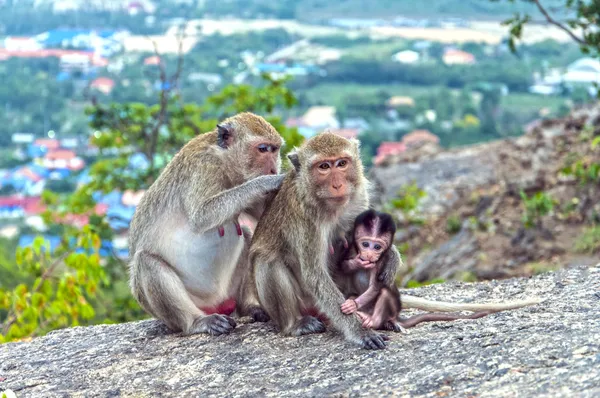 Scimmie in montagna contemplano la natura — Foto Stock