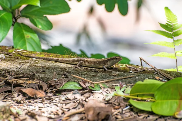 Tayland moss üzerinde büyük kertenkele — Stok fotoğraf