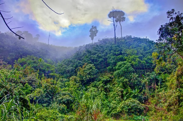 Tropischer Nebelwald am Morgen — Stockfoto