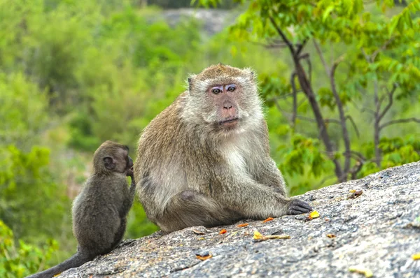 Monos en las montañas contemplan la naturaleza Imagen de archivo