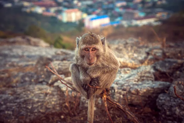 Shy monkey sitting on a branch and looking at the camera — Stock Photo, Image