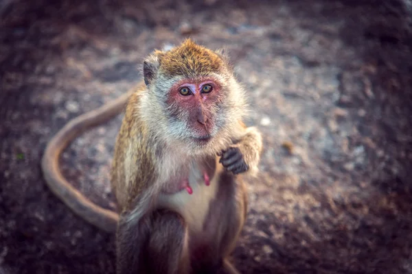 Monkey in the mountains looking at the camera — Stock Photo, Image