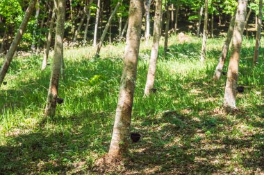 Satır bir plantasyon kauçuk ağaçları