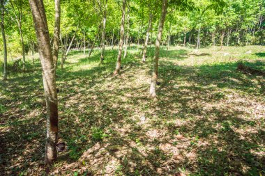 Satır bir plantasyon kauçuk ağaçları
