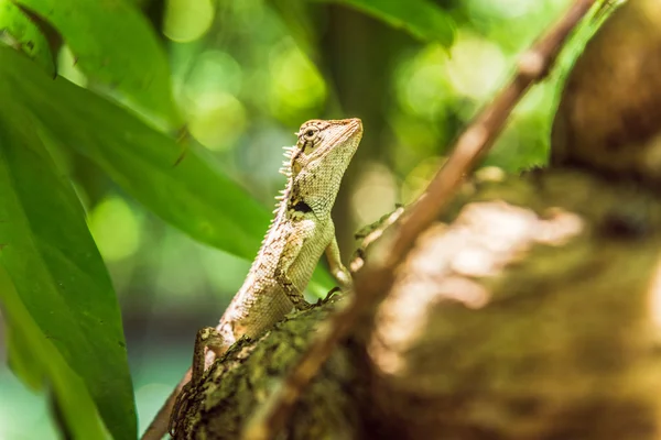 Eidechse auf dem Baum in einem tropischen Wald — Stockfoto