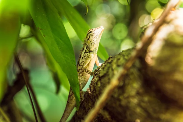 Eidechse auf dem Baum in einem tropischen Wald — Stockfoto