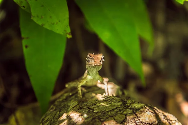 Ještěrka na stromě v tropickém lese — Stock fotografie