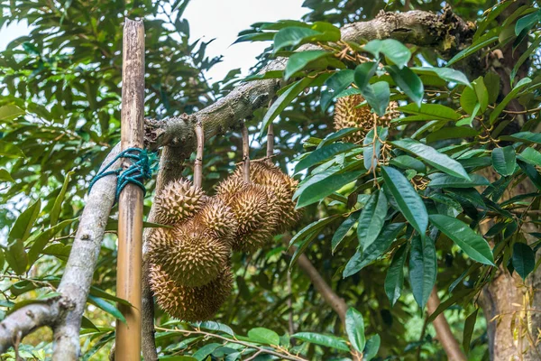 Fresh Durian Fruit King Grow Tree Farm Support Branch — 스톡 사진