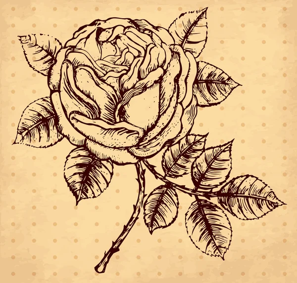 Illustrazione vintage disegnata a mano vettoriale con rose — Vettoriale Stock