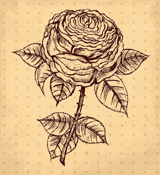 Illustrazione vintage disegnata a mano vettoriale con rose — Vettoriale Stock