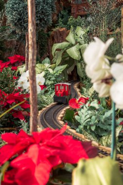 Tatil vitrininde Poinsettia 'dan geçen küçük bir model tren.