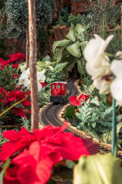 Poinsettia 'da çalışan küçük bir tren.