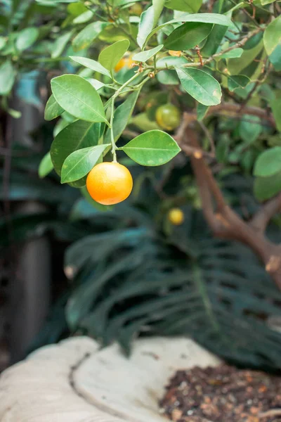 Liten Mandarin Som Växer Ett Träd Trädgård Inuti Ett Växthus — Stockfoto