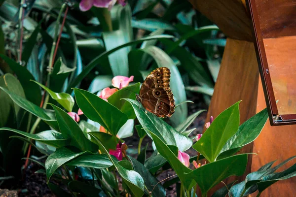 Bir Çalılıkta Saklanan Kahverengi Kelebek — Stok fotoğraf