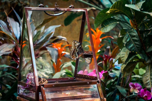 Tropik Bir Serada Kelebek Salınımı — Stok fotoğraf