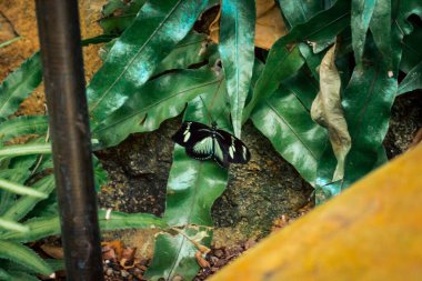 Bir çalılıkta saklanan kelebek