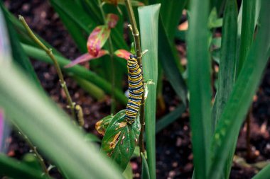 Tırtıl bir bitkiye tırmanıyor.