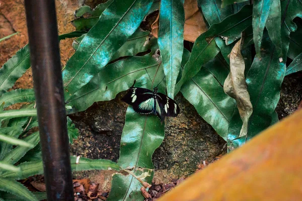 Papillon Caché Dans Buisson Dans Jardin — Photo