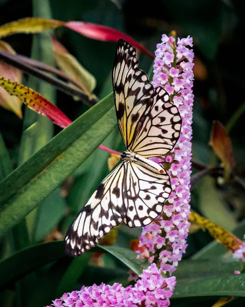 Foto Ravvicinata Una Farfalla Appollaiata Una Pianta Fiore — Foto Stock