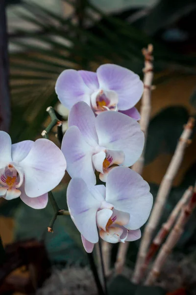 Orchidées Blanches Violettes Fleurs Dans Une Serre Tropicale — Photo