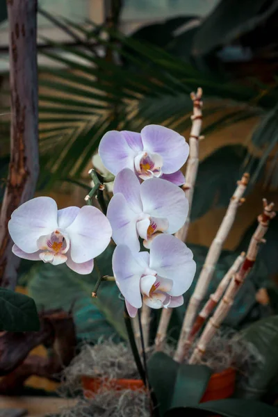 Białe Fioletowe Orchidee Rozkwicie — Zdjęcie stockowe